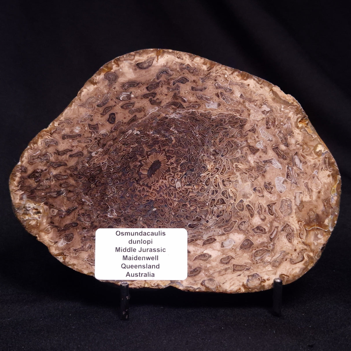 OSMUNDACAULIS DUNLOPI, Middle Jurassic, Australia ZOD003