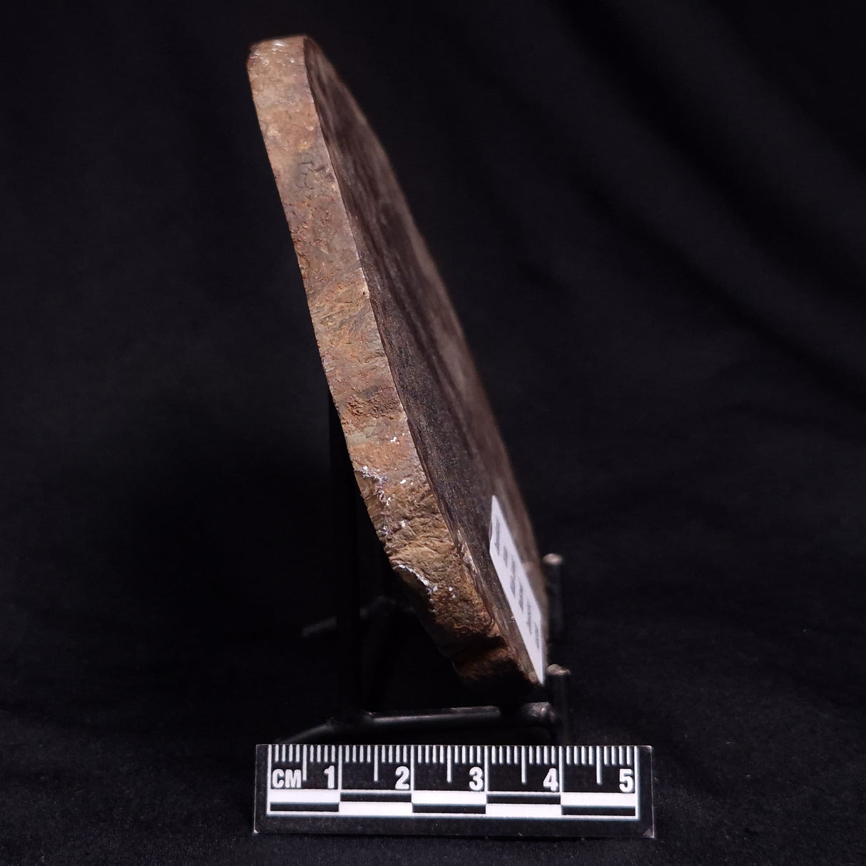 OSMUNDACAULIS DUNLOPI, Middle Jurassic, Australia ZOD003