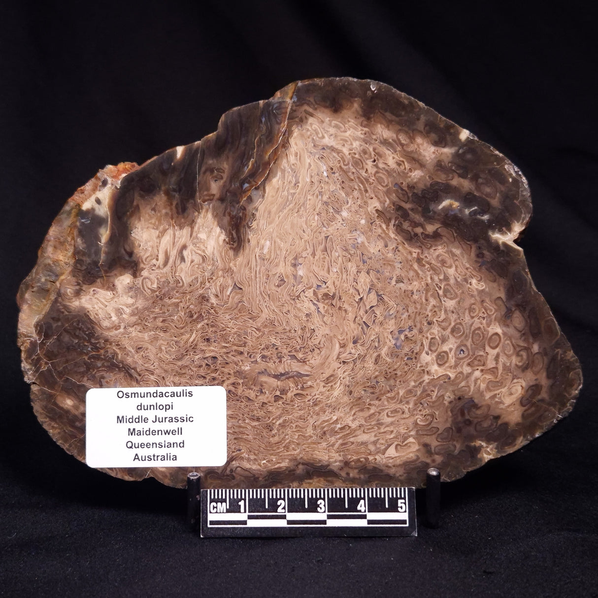 OSMUNDACAULIS DUNLOPI, Middle Jurassic, Australia ZOD004