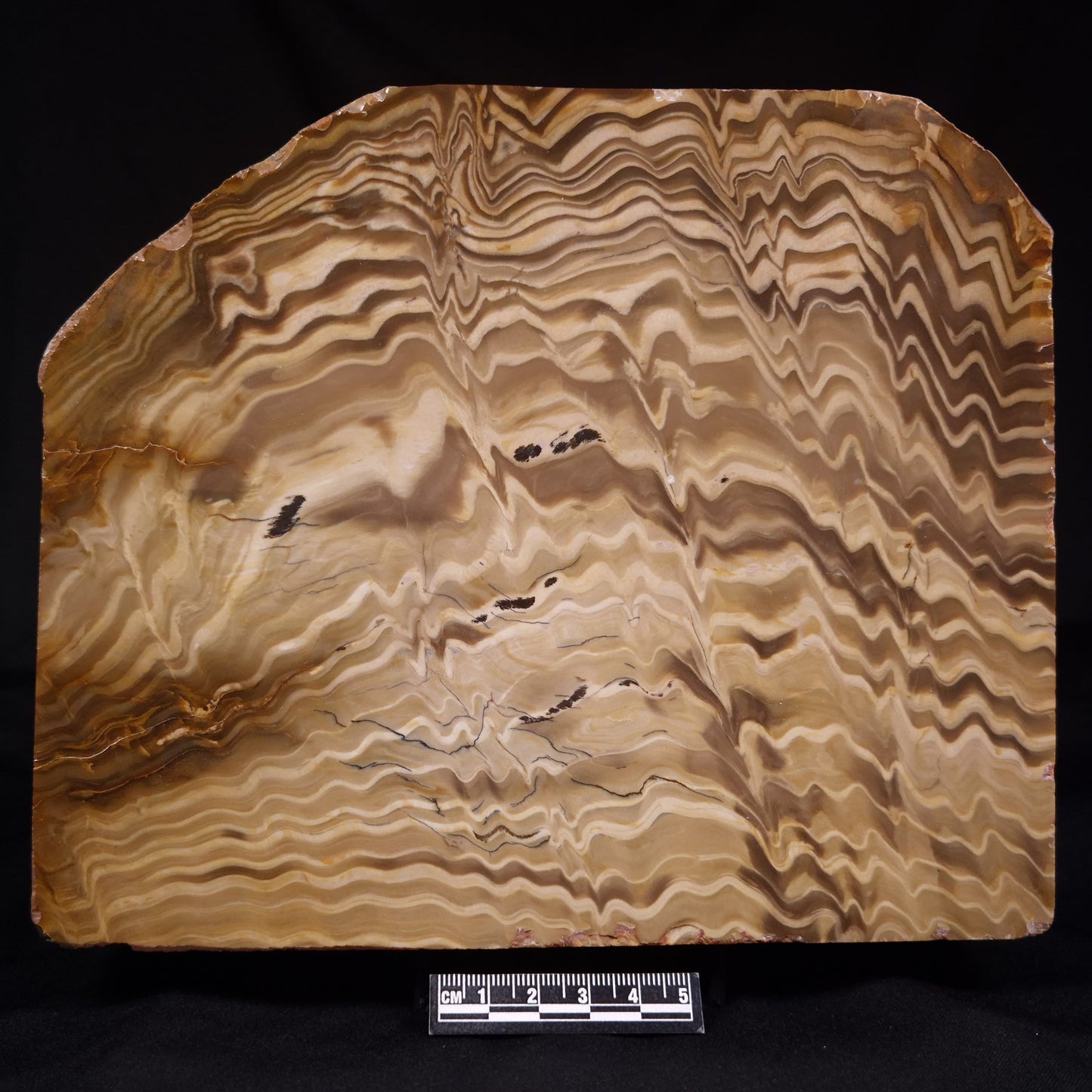 PETRIFIED WOOD, Australia YSC103