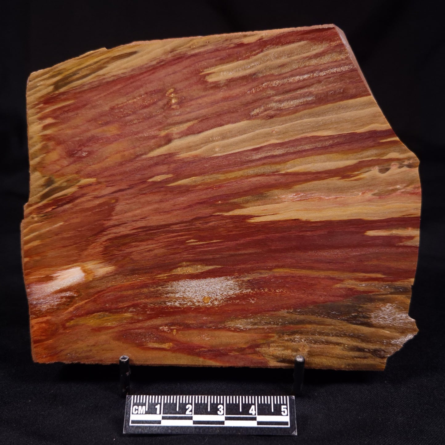 PETRIFIED WOOD, Australia YSC105