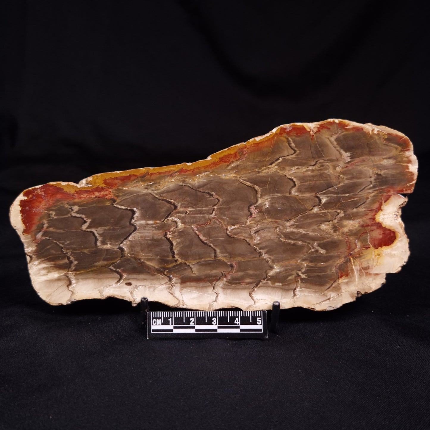 PETRIFIED WOOD, Australia YSC106