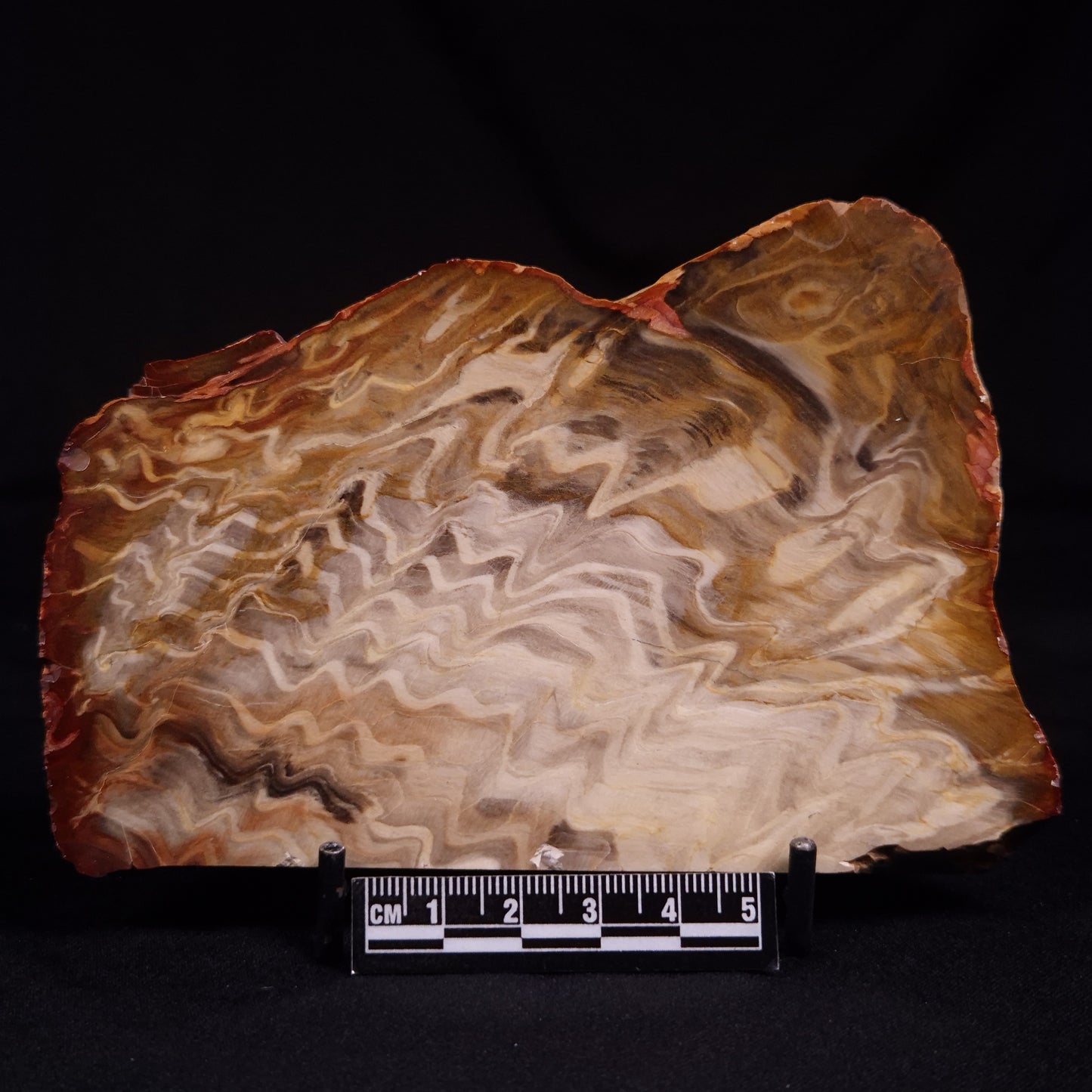 PETRIFIED WOOD, Australia YSC111