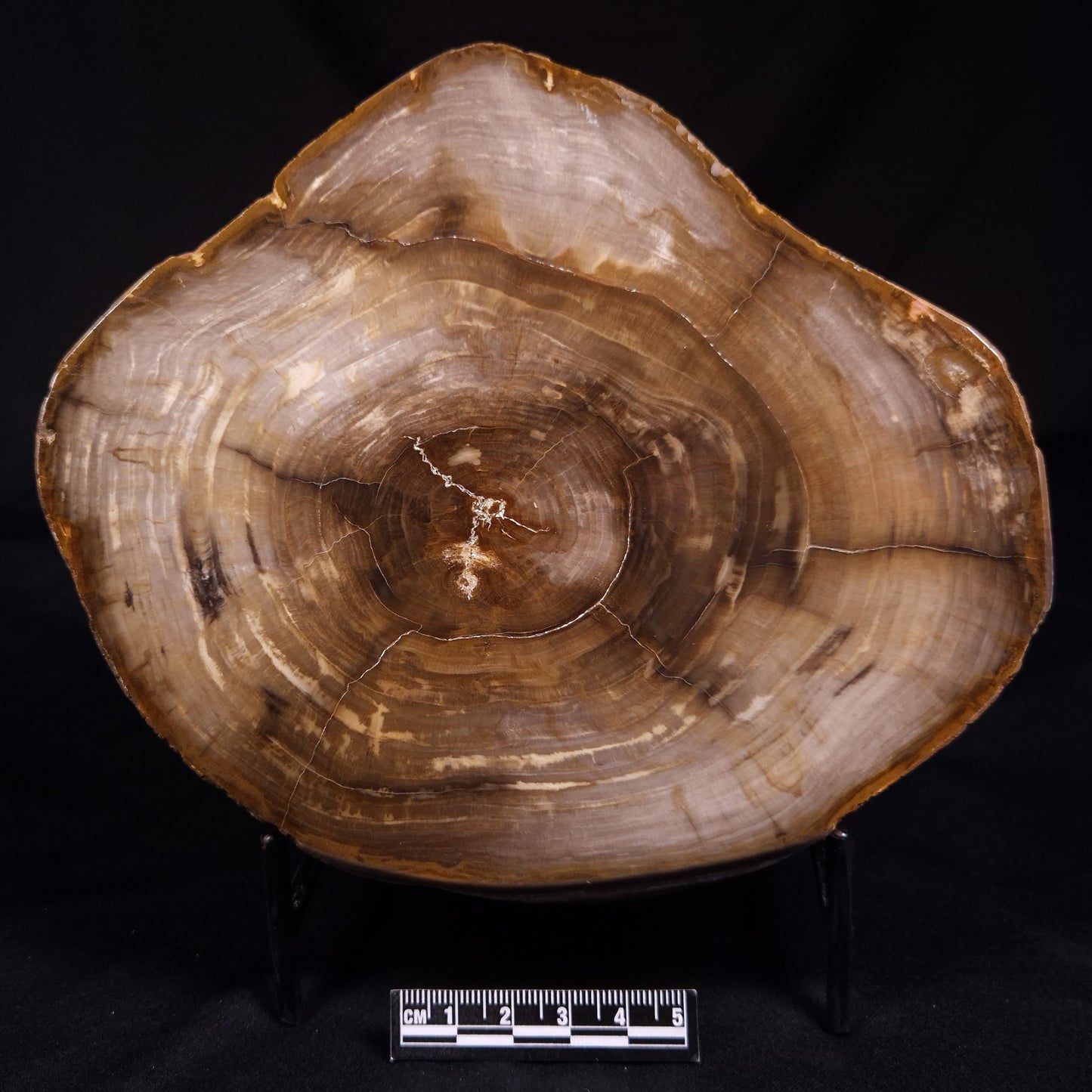 PETRIFIED WOOD, Australia YSC113