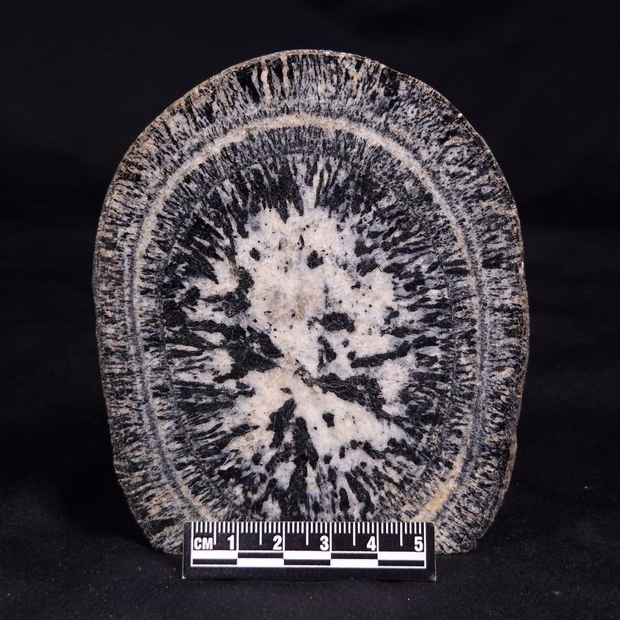 ORBICULAR GRANITE NODULE, Australia YSC142