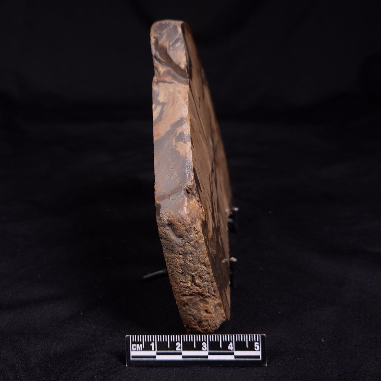 PETRIFIED WOOD, Australia YSC143