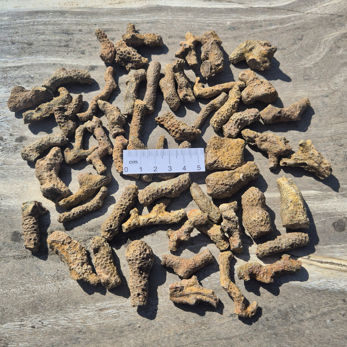 BRYOZOAN CORAL, Devonian, Morocco XRB013