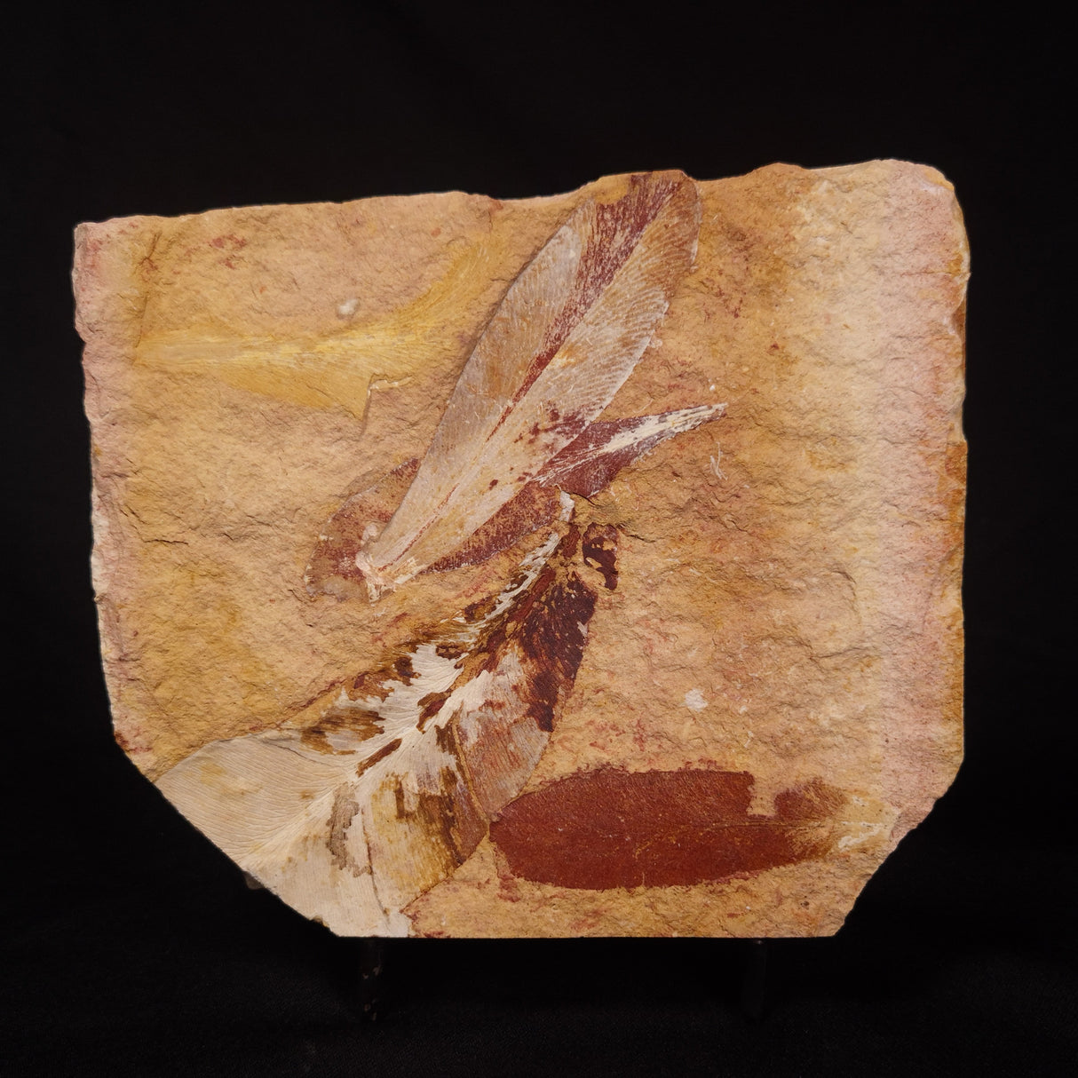 GLOSSOPTERIS BROWNIANA LEAF FOSSIL, Permian, Australia YLF001