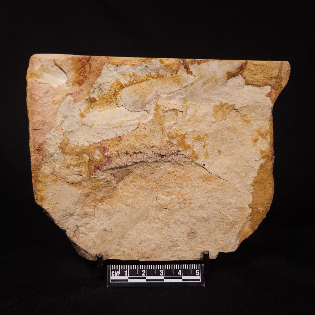 GLOSSOPTERIS BROWNIANA LEAF FOSSIL, Permian, Australia YLF001