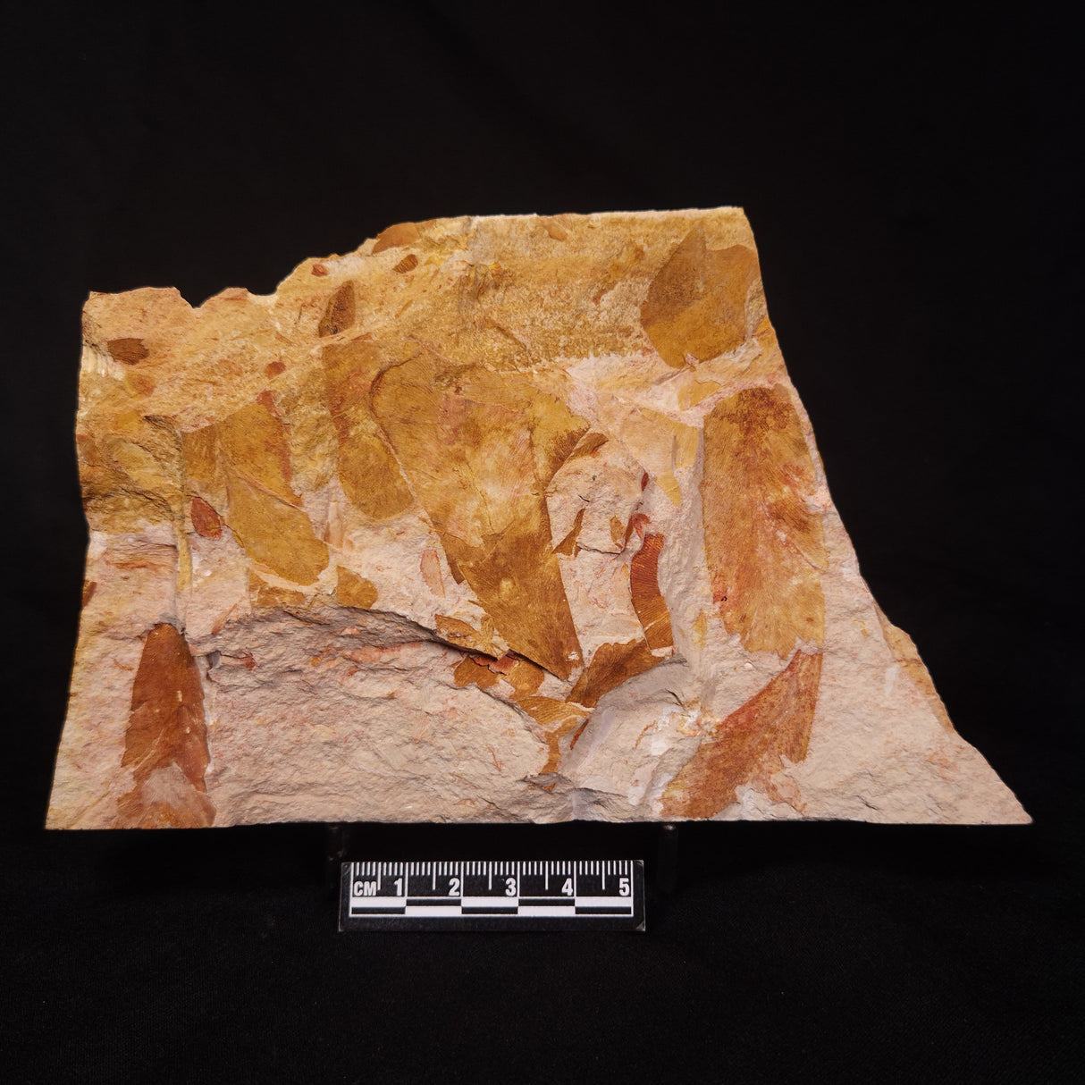 GLOSSOPTERIS BROWNIANA LEAF FOSSIL, Permian, Australia YLF002