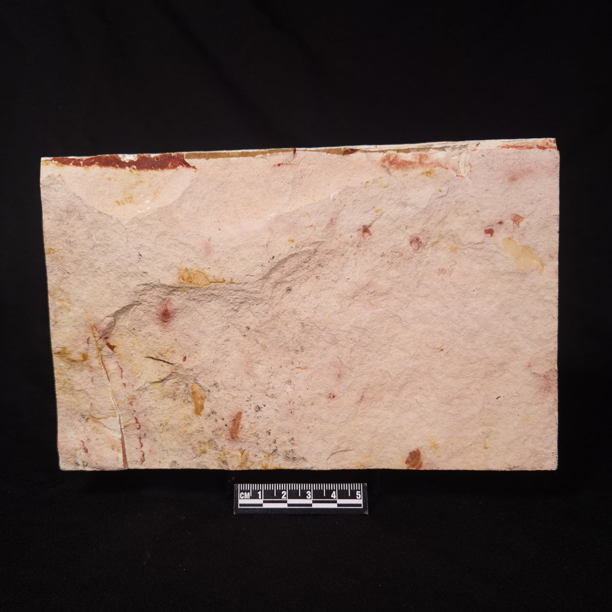 GLOSSOPTERIS BROWNIANA LEAF FOSSIL, Permian, Australia YLF003
