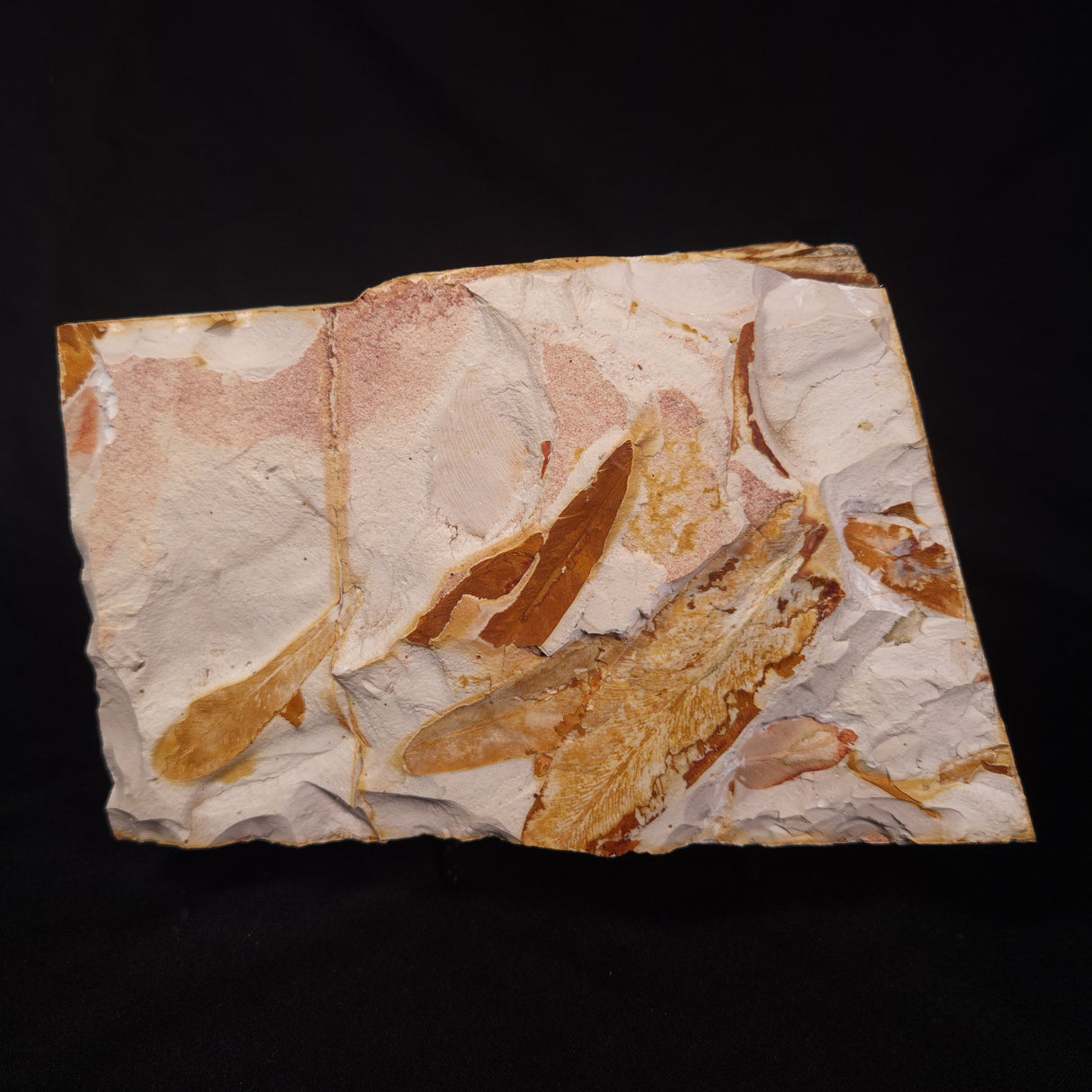 GLOSSOPTERIS BROWNIANA LEAF FOSSIL, Permian, Australia YLF004