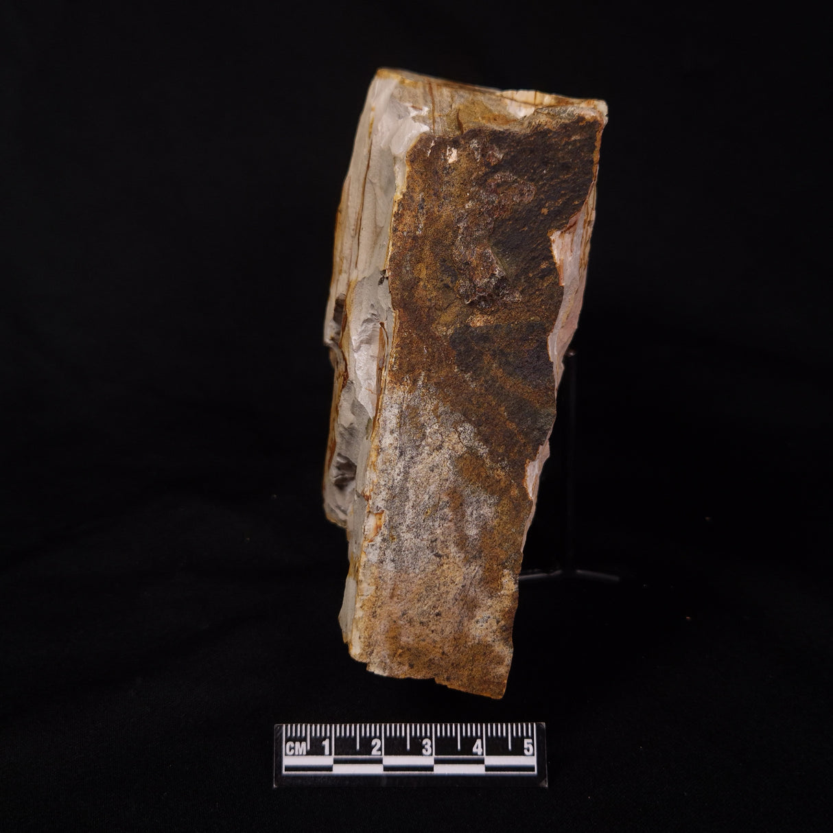 GLOSSOPTERIS BROWNIANA LEAF FOSSIL, Permian, Australia YLF004