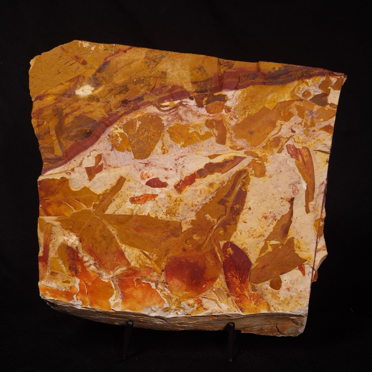 GLOSSOPTERIS BROWNIANA LEAF FOSSIL, Permian, Australia YLF006