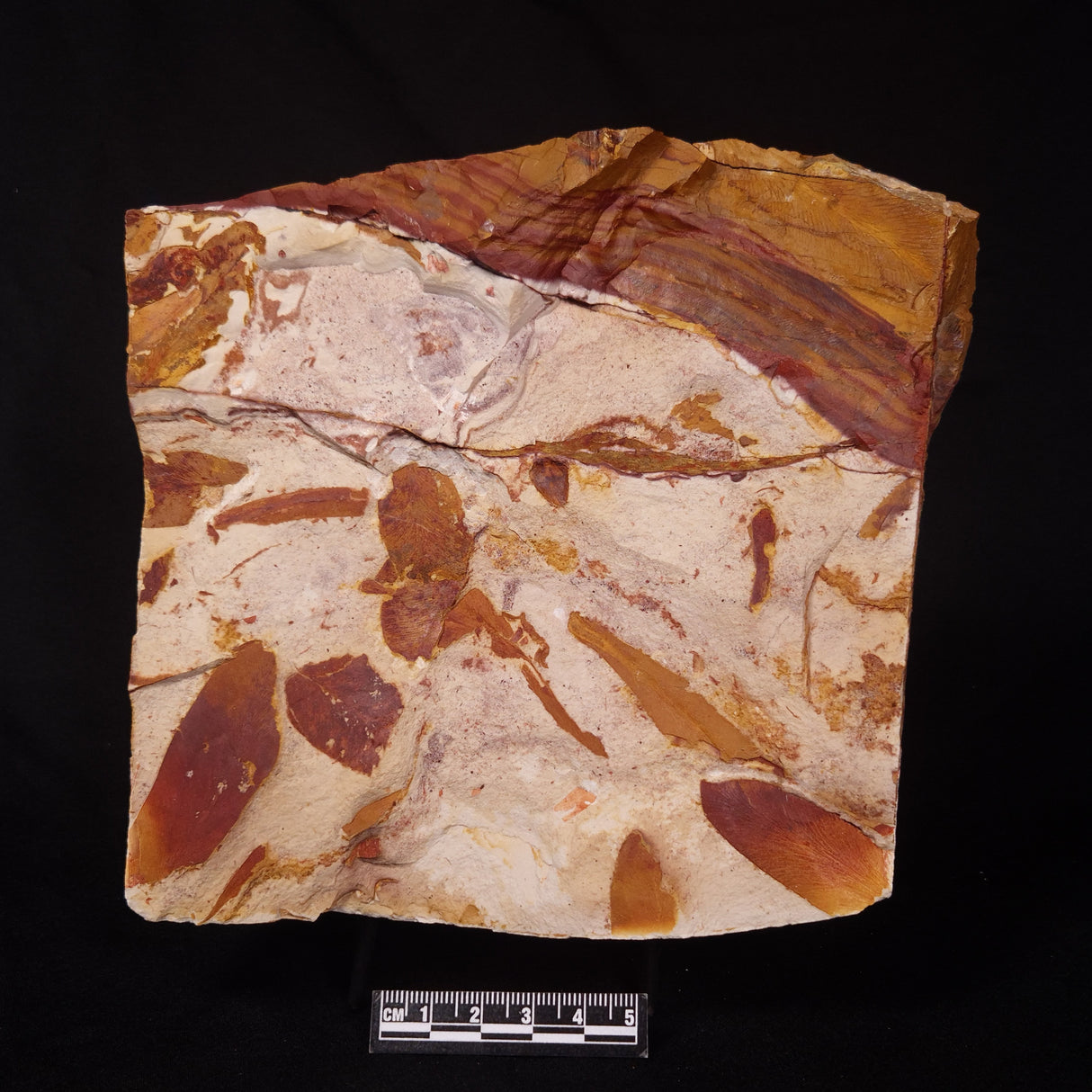 GLOSSOPTERIS BROWNIANA LEAF FOSSIL, Permian, Australia YLF006