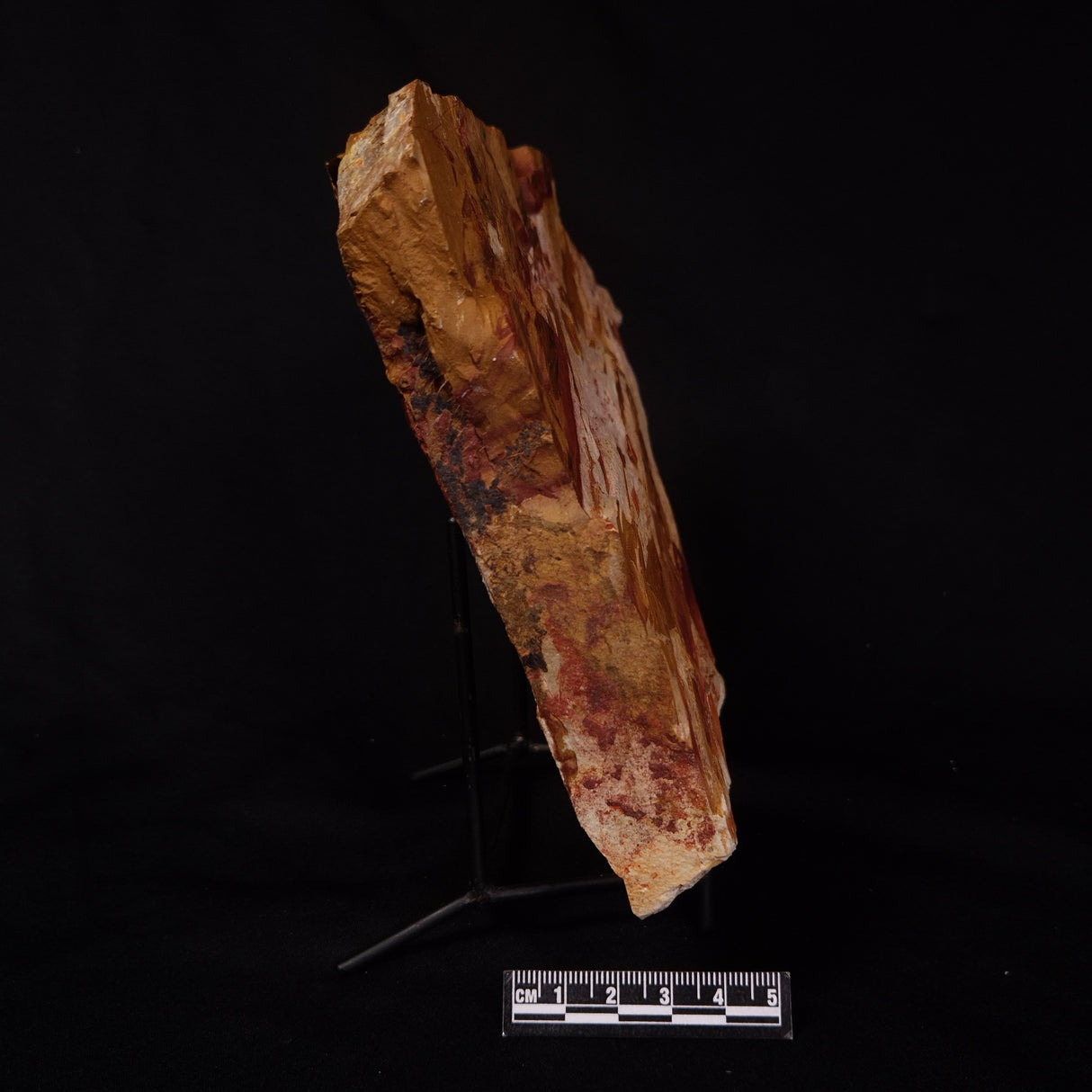 GLOSSOPTERIS BROWNIANA LEAF FOSSIL, Permian, Australia YLF006
