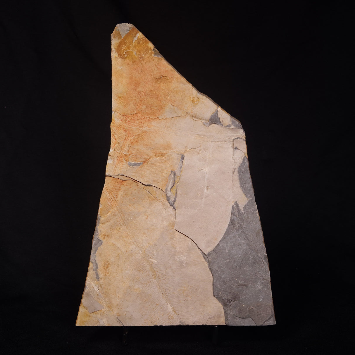 GLOSSOPTERIS DUOCAUDATA LEAF FOSSIL, Permian, Australia YLF008