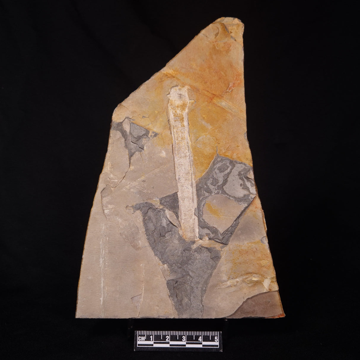 GLOSSOPTERIS DUOCAUDATA LEAF FOSSIL, Permian, Australia YLF008