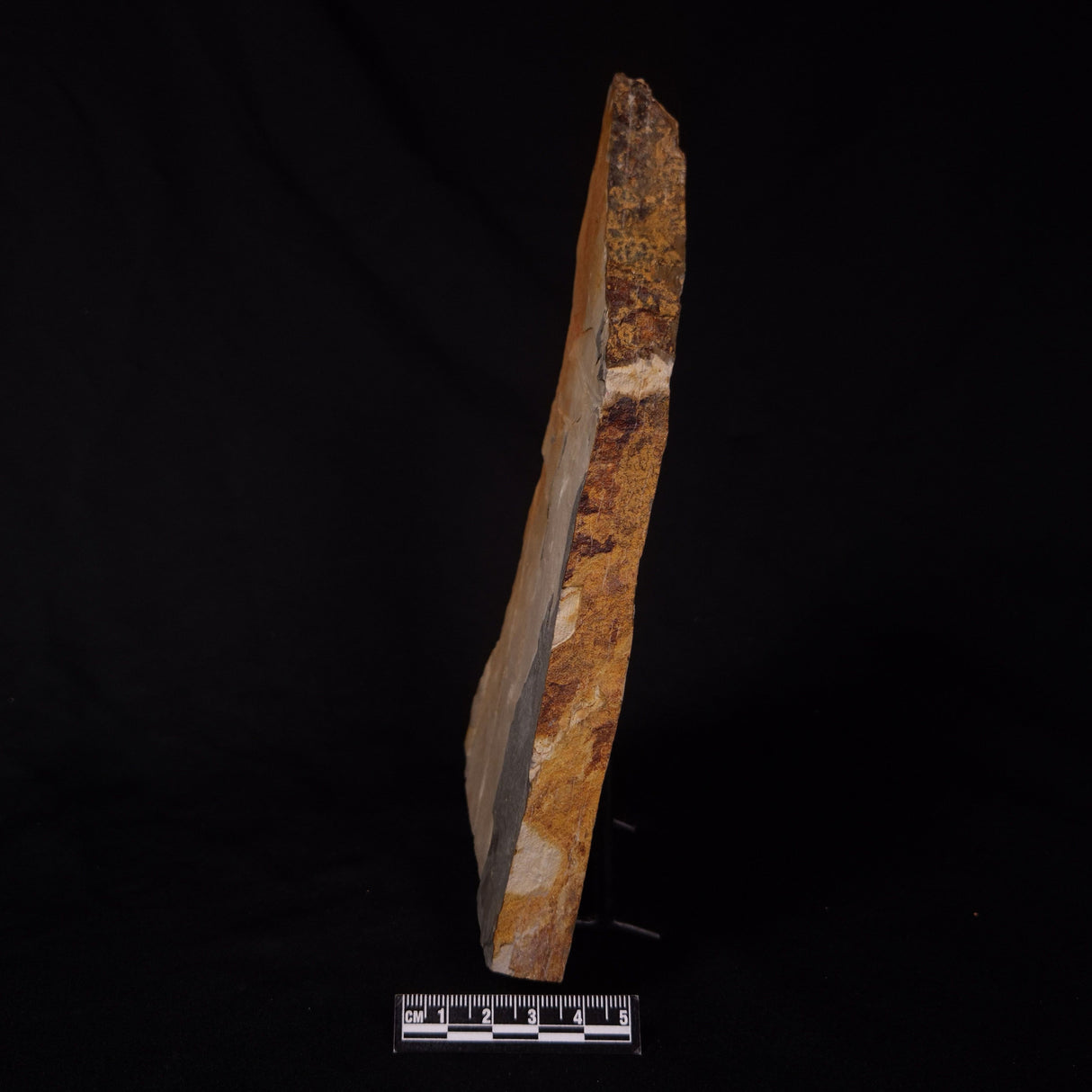 GLOSSOPTERIS DUOCAUDATA LEAF FOSSIL, Permian, Australia YLF008