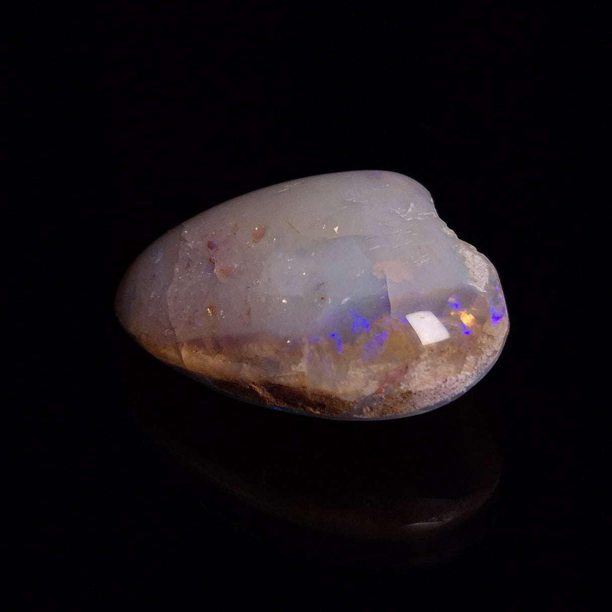 OPAL SHELL CYRENOPSIS sp. Cretaceous, Australia YOS010
