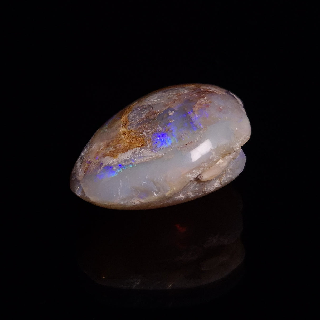 OPAL SHELL CYRENOPSIS sp. Cretaceous, Australia YOS010