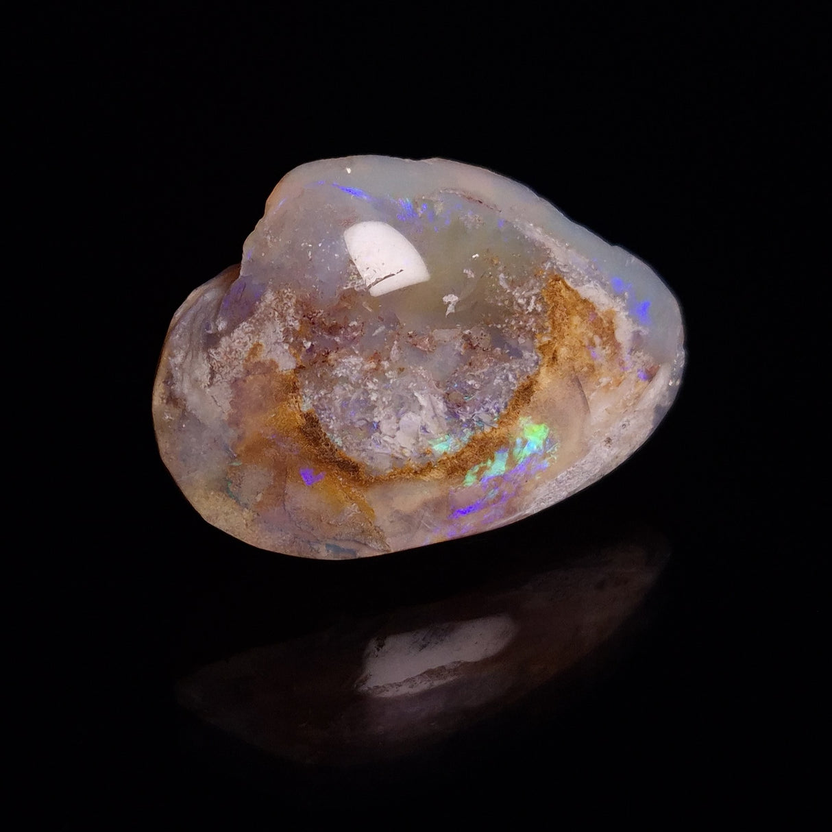 OPAL SHELL CYRENOPSIS sp. Cretaceous, Australia YOS010