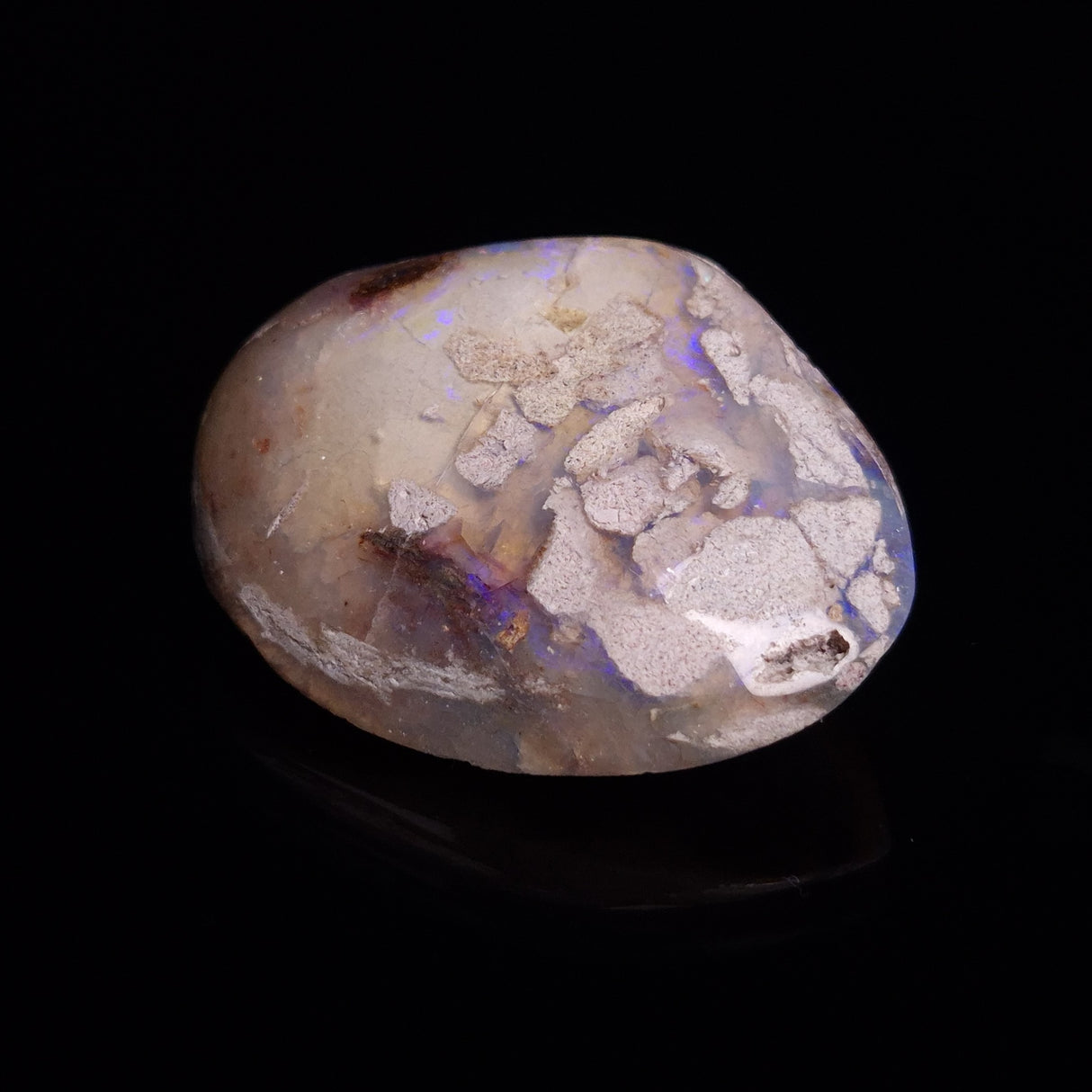 OPAL SHELL CYRENOPSIS sp. Cretaceous, Australia YOS011