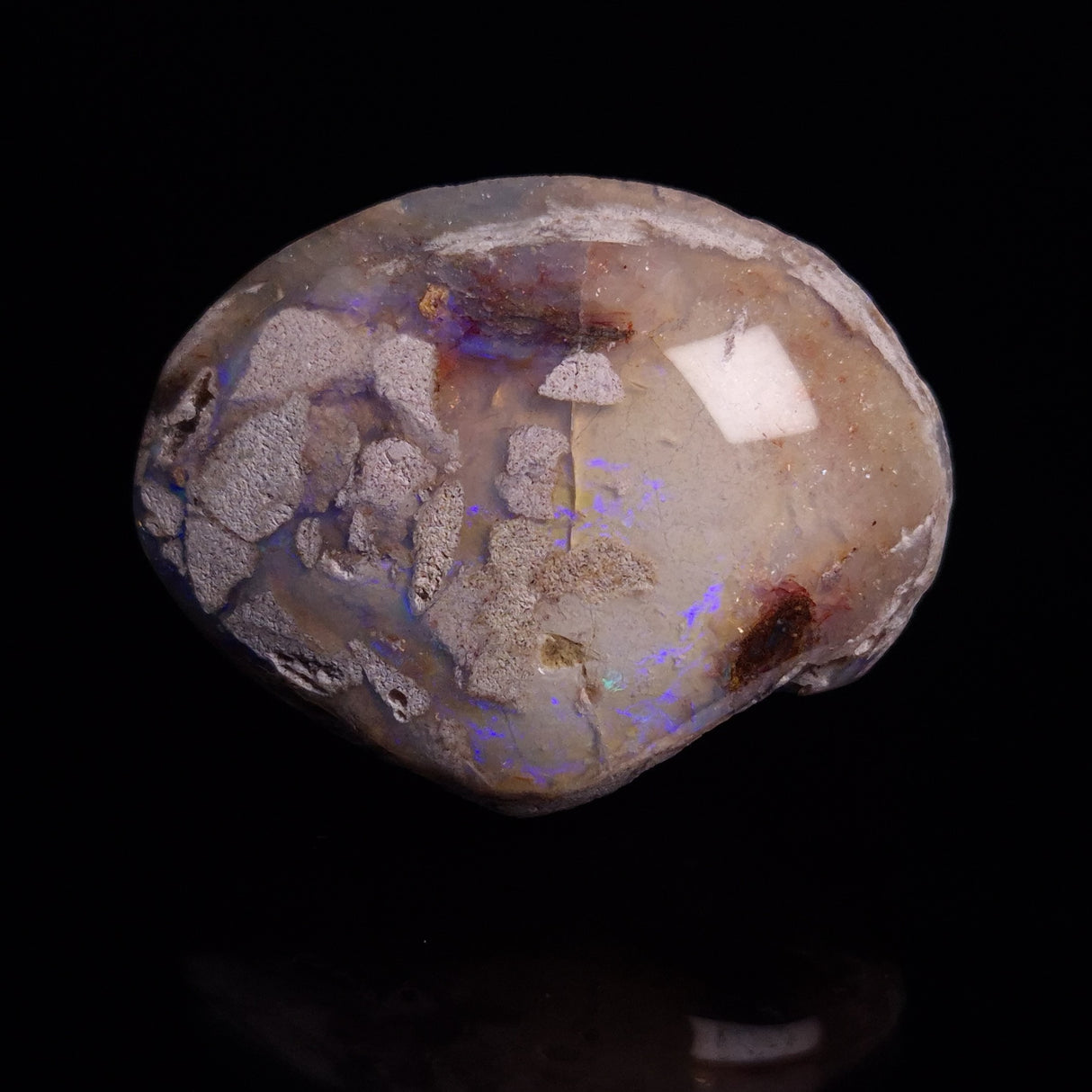 OPAL SHELL CYRENOPSIS sp. Cretaceous, Australia YOS011