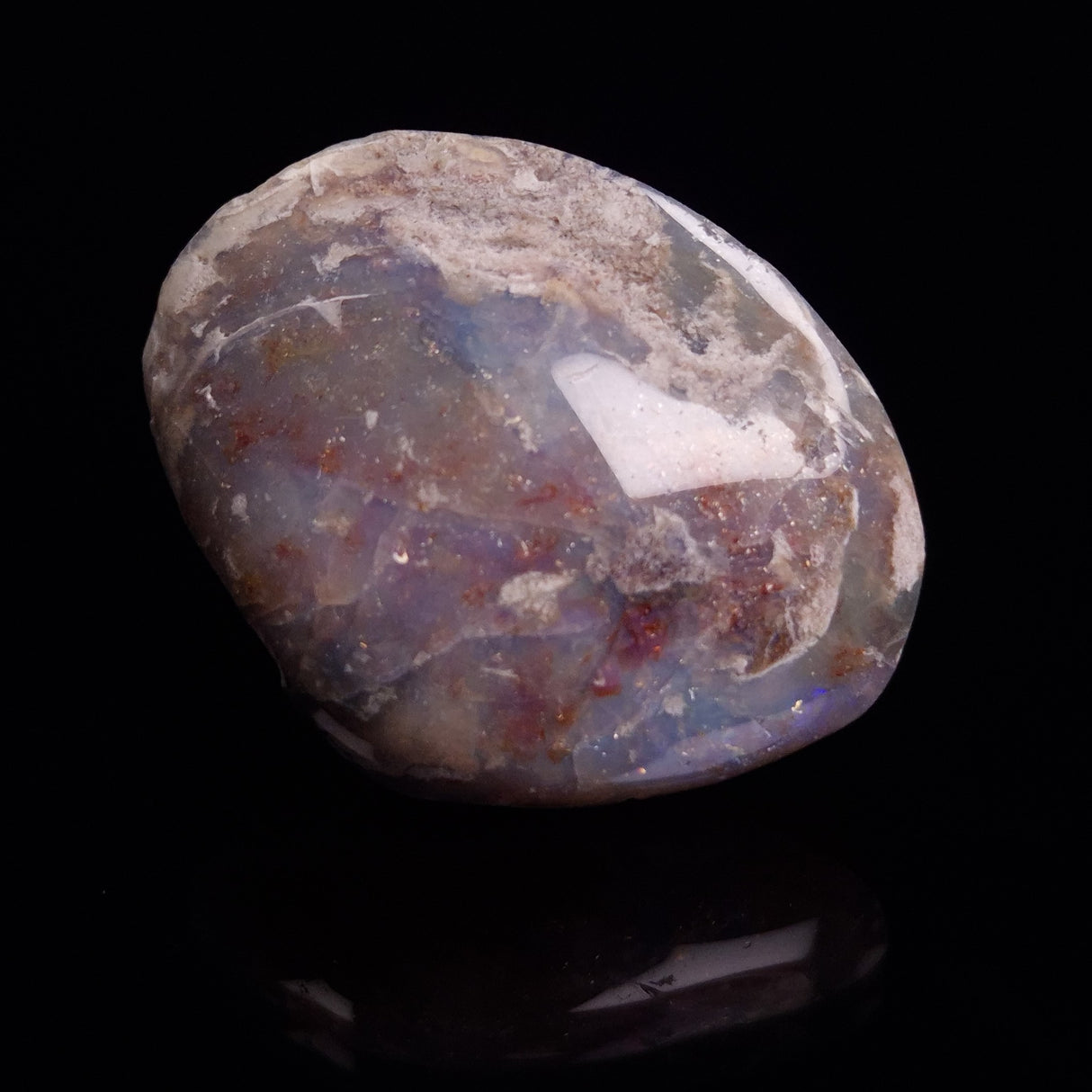 OPAL SHELL CYRENOPSIS sp. Cretaceous, Australia YOS011