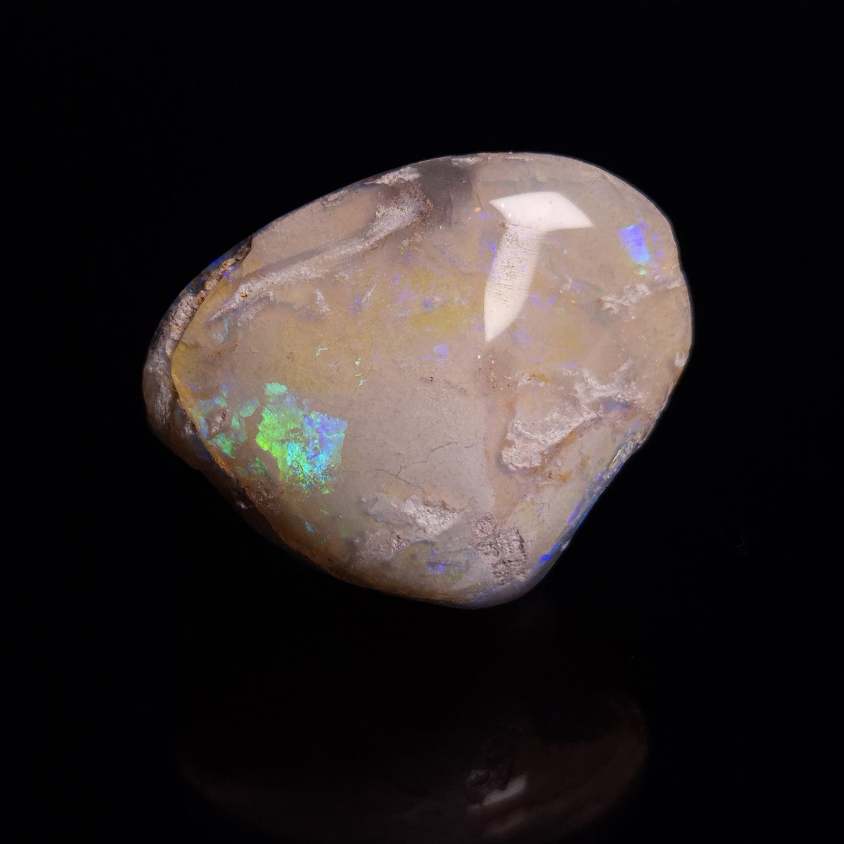 OPAL SHELL CYRENOPSIS sp. Cretaceous, Australia YOS012