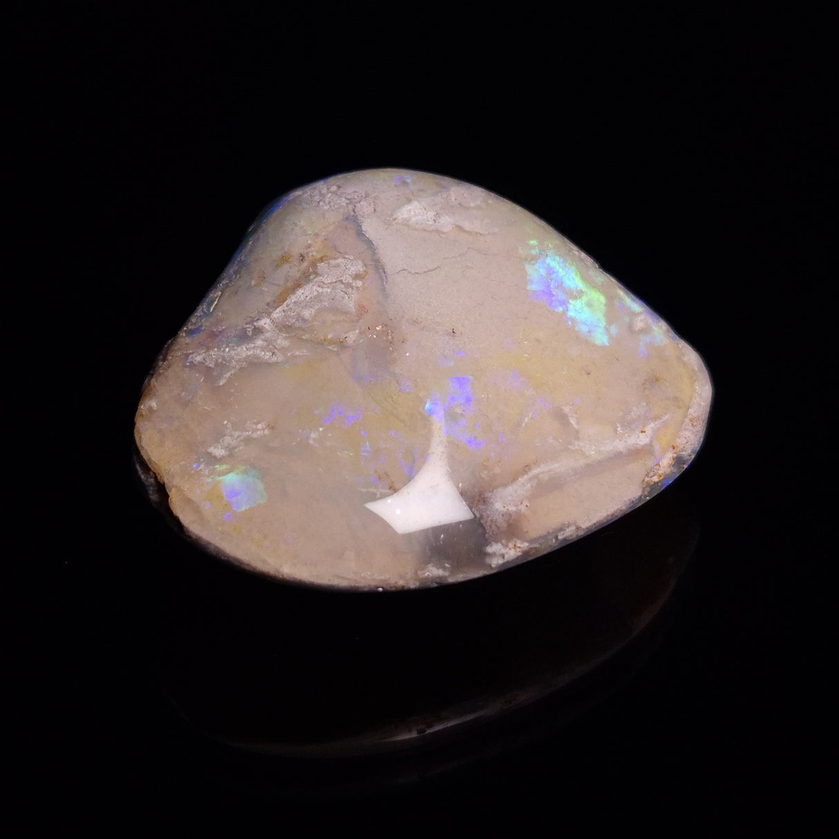 OPAL SHELL CYRENOPSIS sp. Cretaceous, Australia YOS012