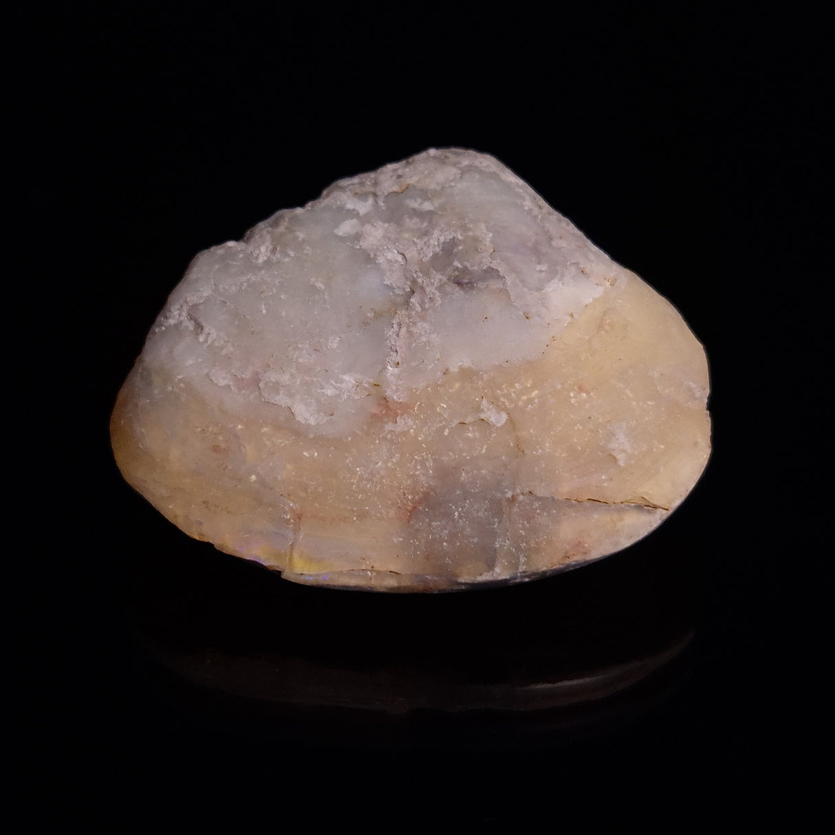 OPAL SHELL CYRENOPSIS sp. Cretaceous, Australia YOS012