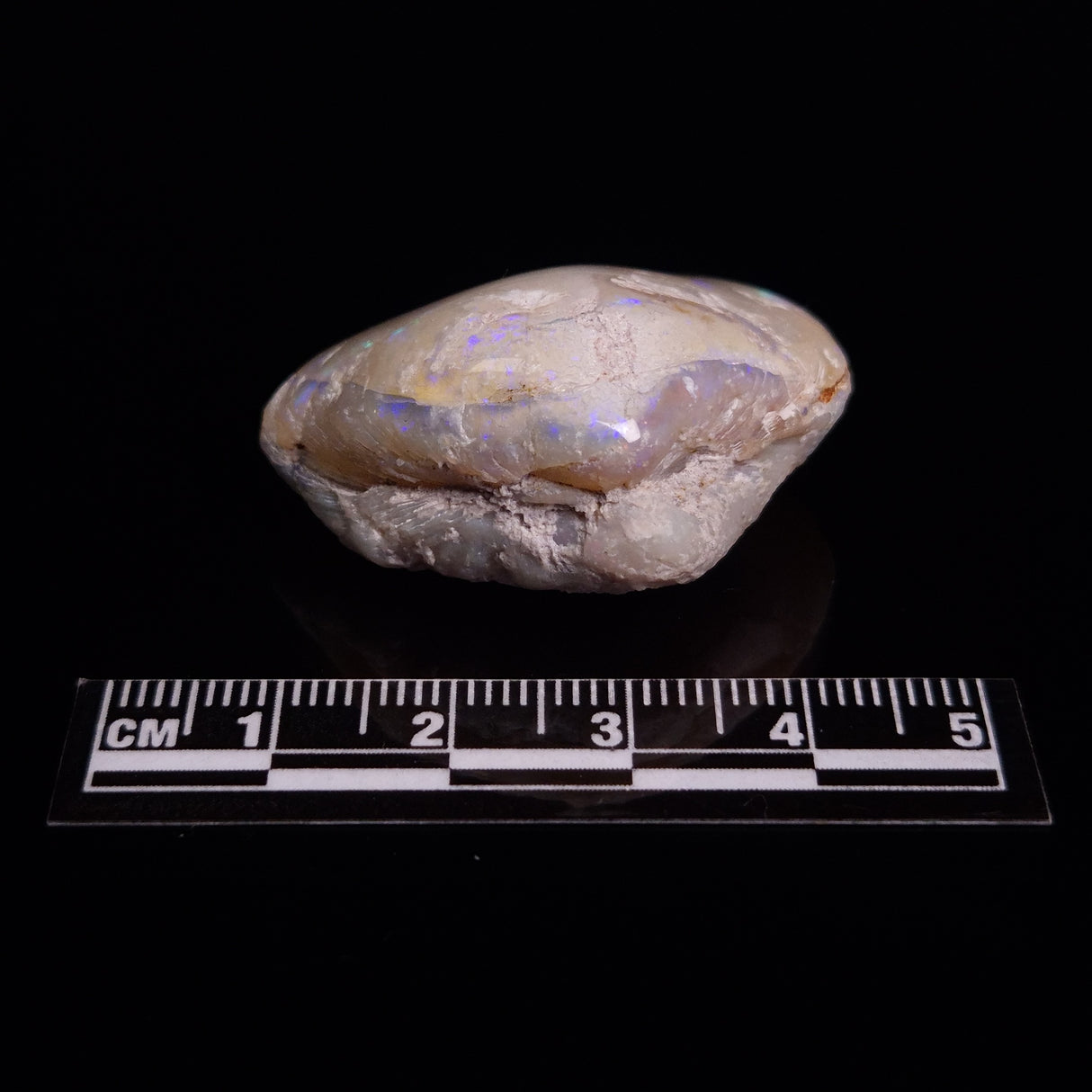 OPAL SHELL CYRENOPSIS sp. Cretaceous, Australia YOS012