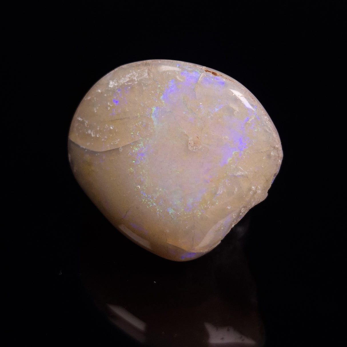 OPAL SHELL CYRENOPSIS sp. Cretaceous, Australia YOS013