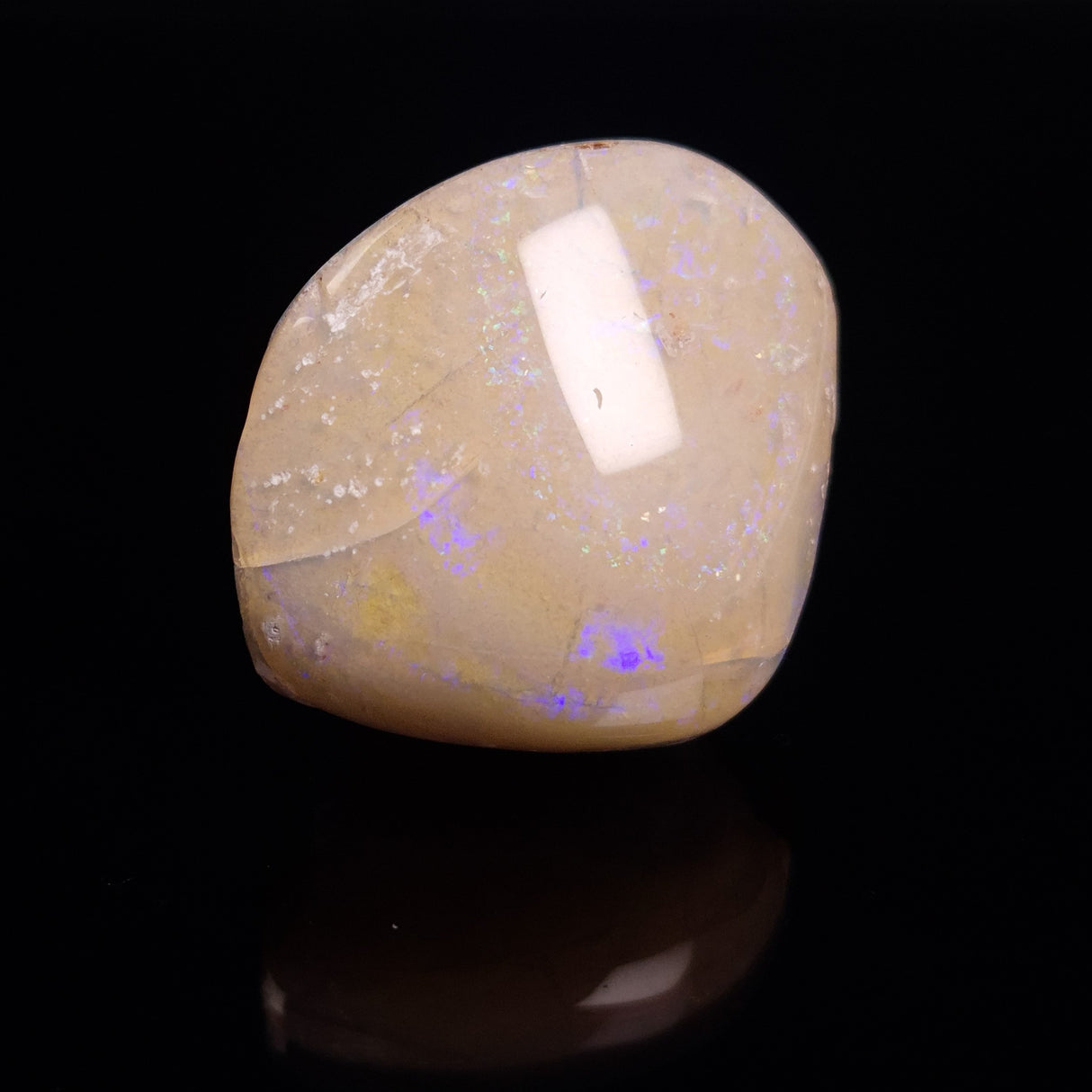 OPAL SHELL CYRENOPSIS sp. Cretaceous, Australia YOS013