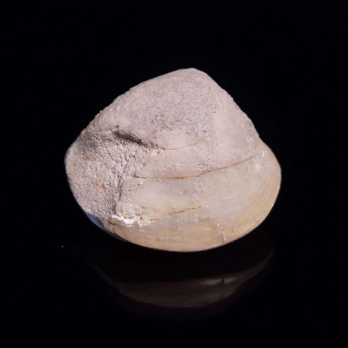 OPAL SHELL CYRENOPSIS sp. Cretaceous, Australia YOS013