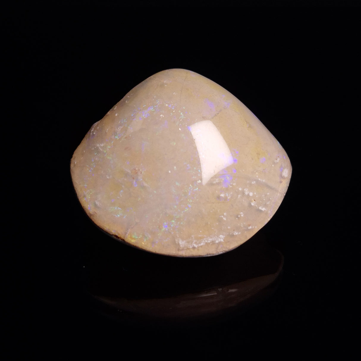 OPAL SHELL CYRENOPSIS sp. Cretaceous, Australia YOS013