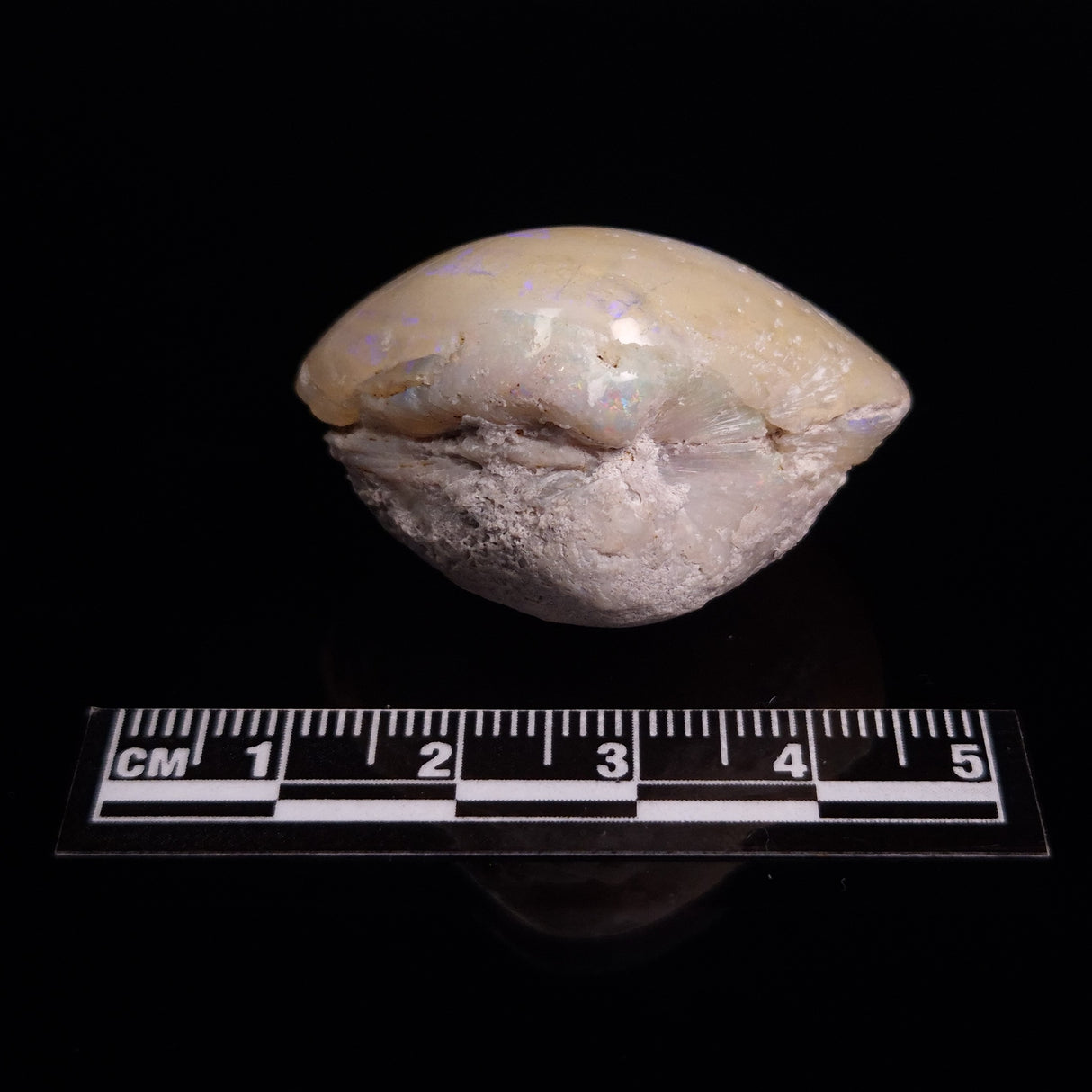 OPAL SHELL CYRENOPSIS sp. Cretaceous, Australia YOS013