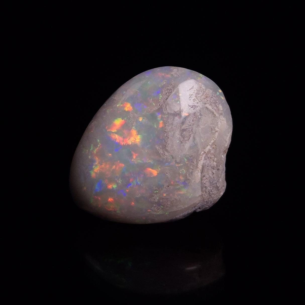 OPAL SHELL CYRENOPSIS sp. Cretaceous, Australia YOS014