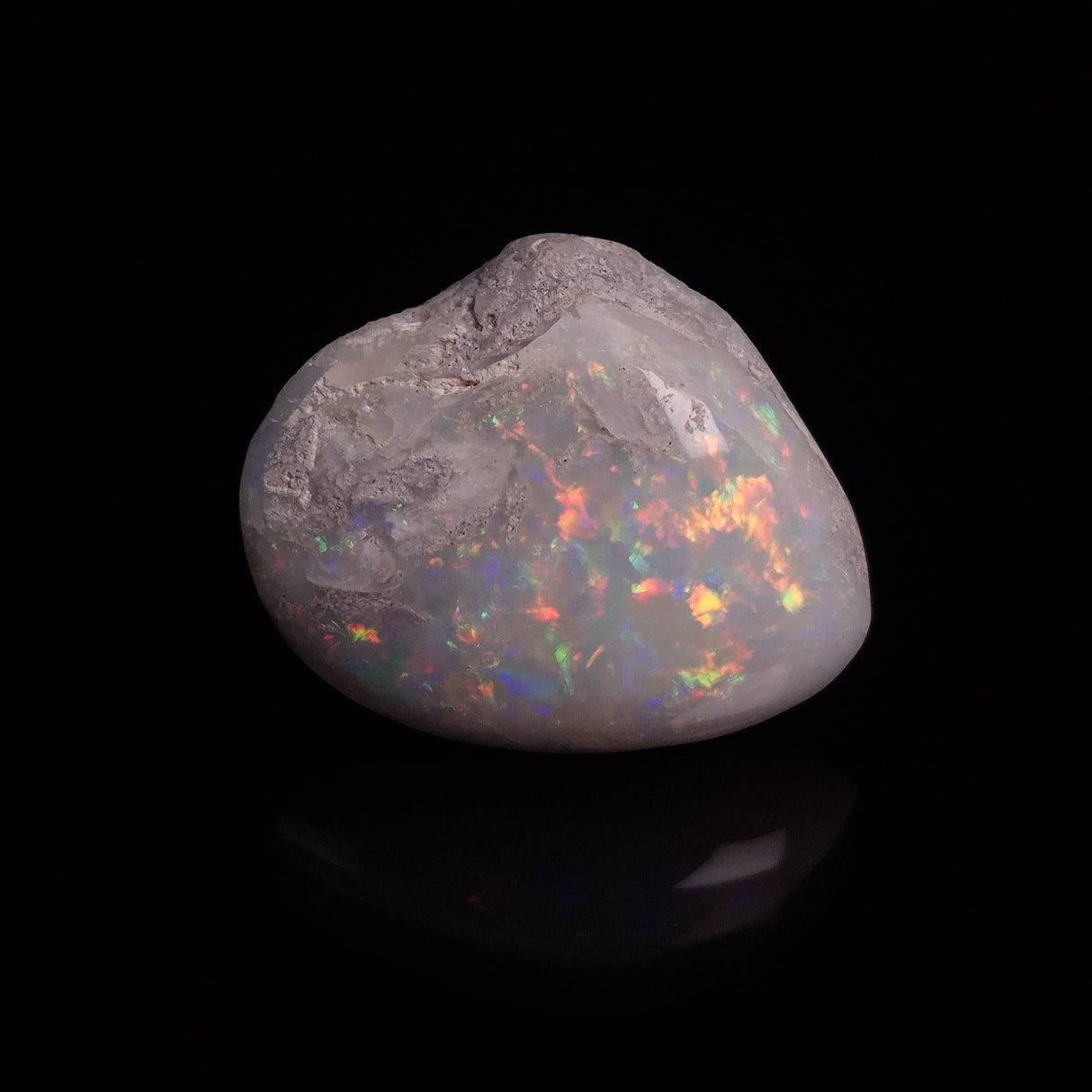 OPAL SHELL CYRENOPSIS sp. Cretaceous, Australia YOS014
