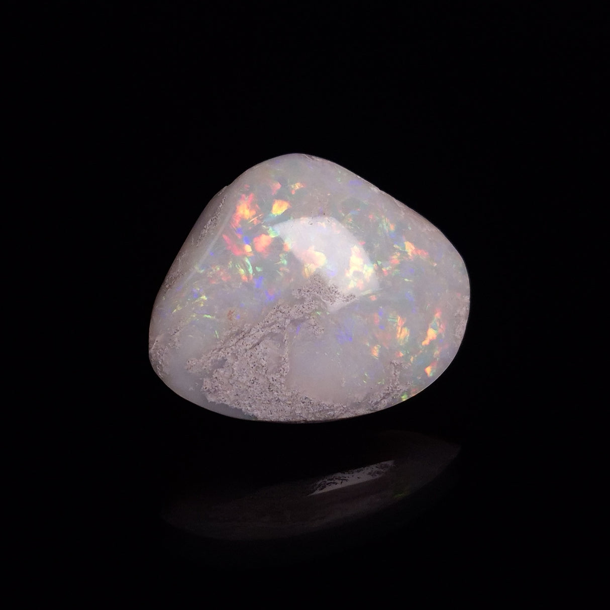 OPAL SHELL CYRENOPSIS sp. Cretaceous, Australia YOS014