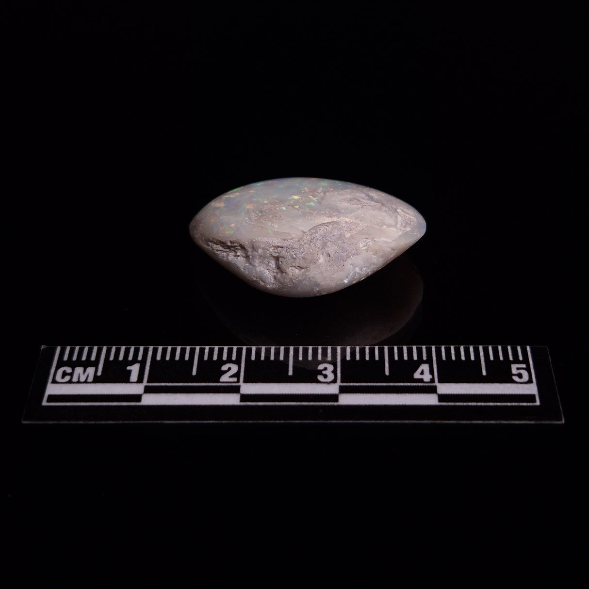 OPAL SHELL CYRENOPSIS sp. Cretaceous, Australia YOS014