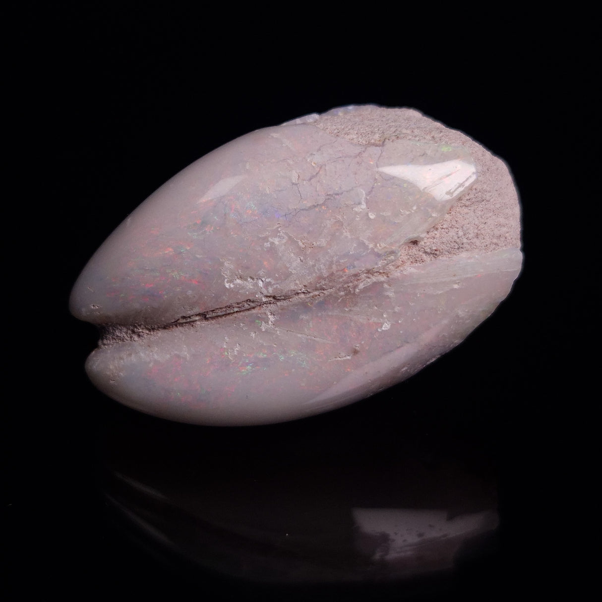 OPAL SHELL EYRENA sp. Cretaceous, Australia YOS015