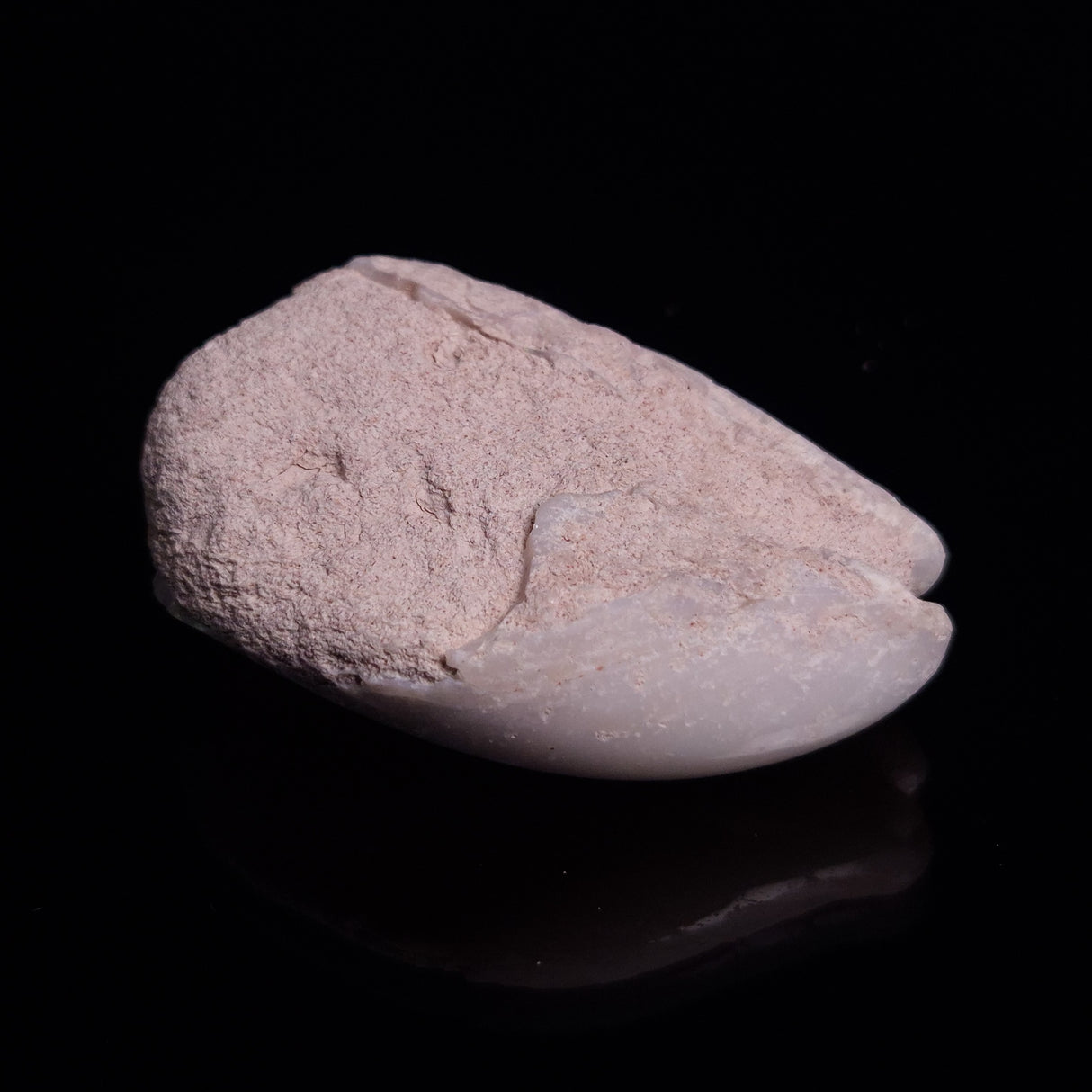 OPAL SHELL EYRENA sp. Cretaceous, Australia YOS015