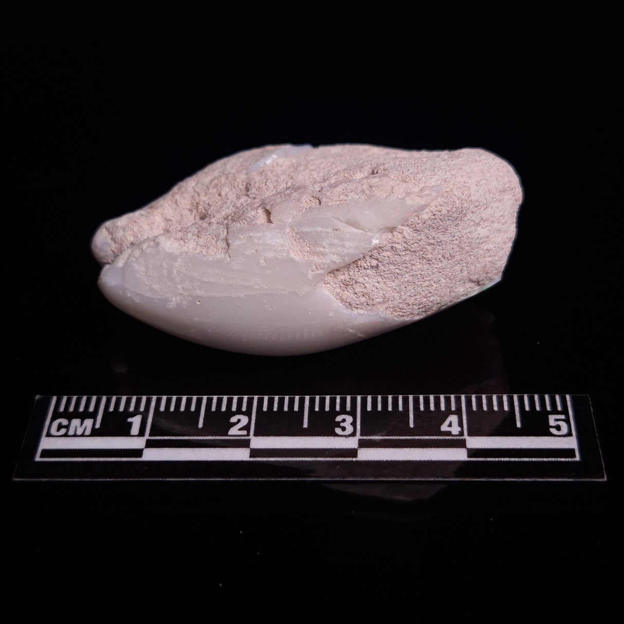 OPAL SHELL EYRENA sp. Cretaceous, Australia YOS015