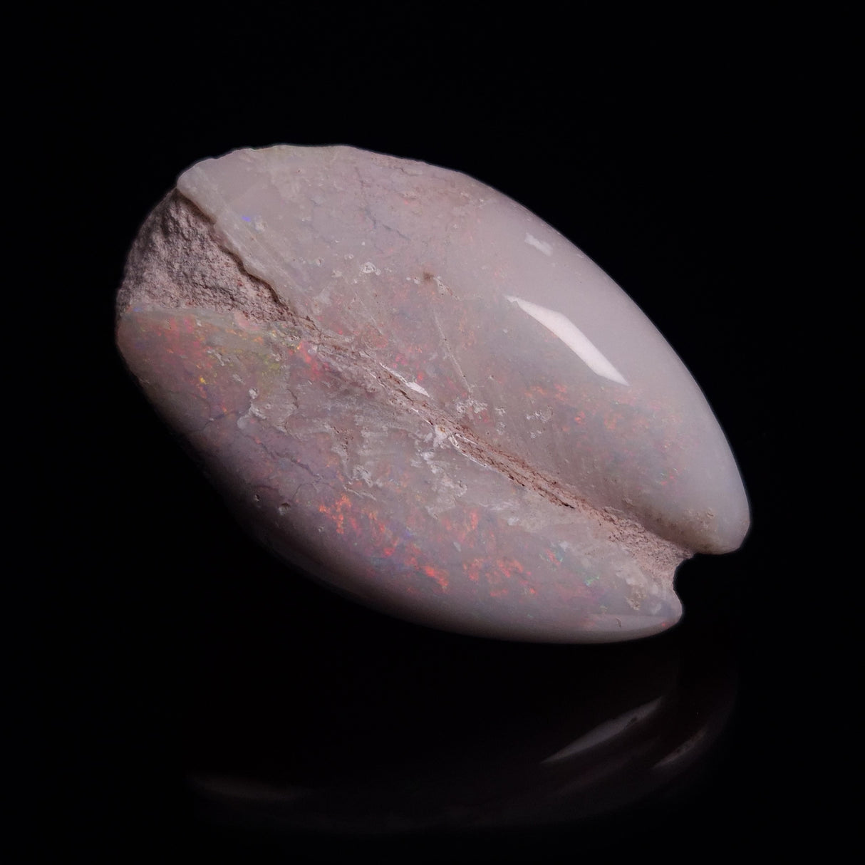 OPAL SHELL EYRENA sp. Cretaceous, Australia YOS015