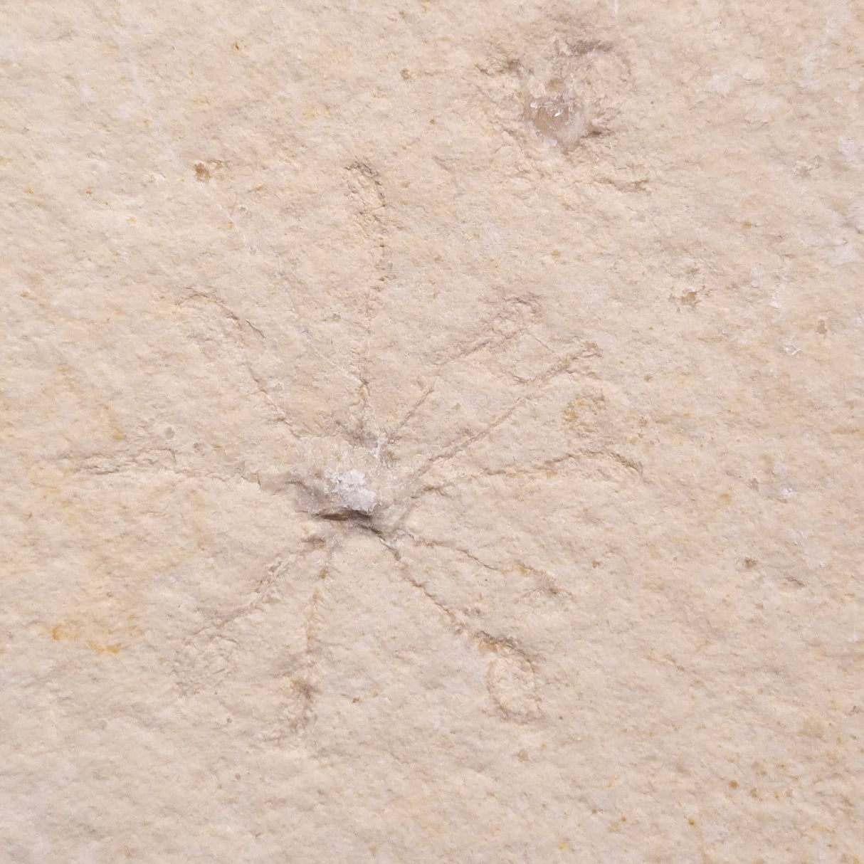 FLOATING CRINOID FOSSIL SACCOCOMA PECTINATA, Jurassic, Germany XFC014