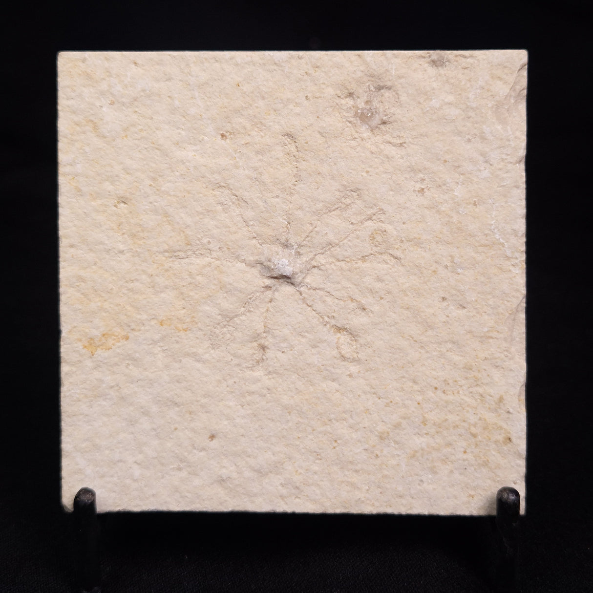 FLOATING CRINOID FOSSIL SACCOCOMA PECTINATA, Jurassic, Germany XFC014