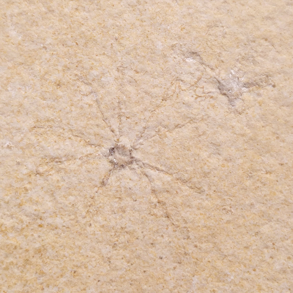 FLOATING CRINOID FOSSIL SACCOCOMA PECTINATA, Jurassic, Germany XFC016