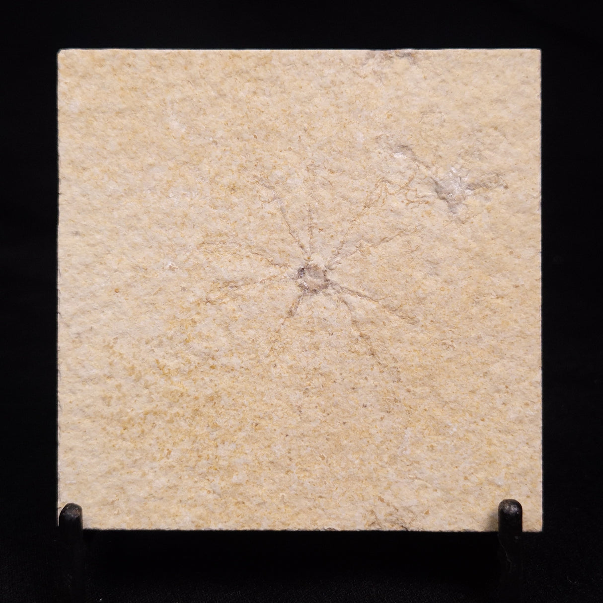 FLOATING CRINOID FOSSIL SACCOCOMA PECTINATA, Jurassic, Germany XFC016